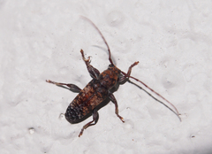 Pseudoterinaea bicoloripes