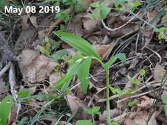 Polygonatum odoratum