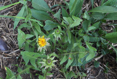 Taraxacum officinale
