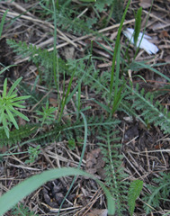 Achillea millefolium