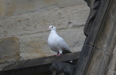 Columba livia domestica