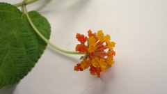Lantana tiliaefolia