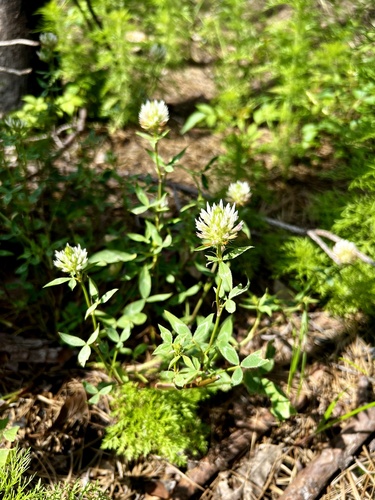 Trifolium vesiculosum iNat (2)
