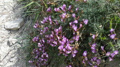 Astragalus subuliformis