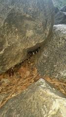 Lampropeltis zonata