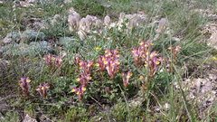 Scutellaria orientalis orientalis
