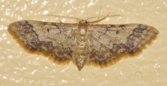 Idaea furciferata