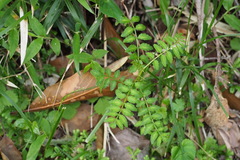 Zanthoxylum piperitum