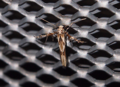 Stathmopoda stimulata