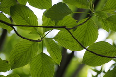 Cornus controversa