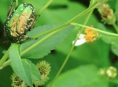 Protaetia orientalis