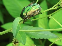 Protaetia orientalis