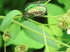 Protaetia orientalis