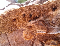 Eustrophopsis indistinctus