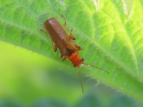 Cantharis cryptica, Haagse Hout, Den Haag, Nederland, photo 5 of 10