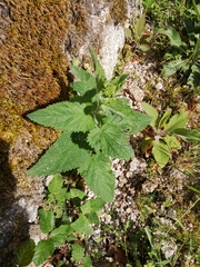 Urtica membranacea