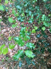 Ilex aquifolium