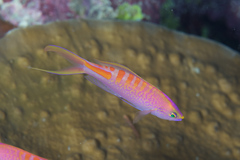 Pyronotanthias lori