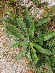 Echium lusitanicum