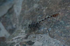 Paragomphus sinaiticus