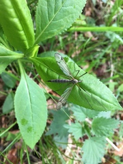 Nematocera