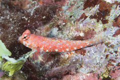 Synchiropus morrisoni