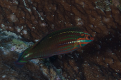 Halichoeres biocellatus