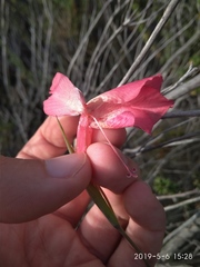 Gladiolus meridionalis