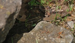 Podarcis siculus