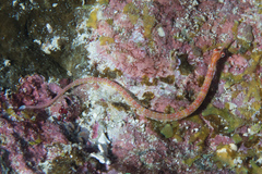 Corythoichthys nigripectus