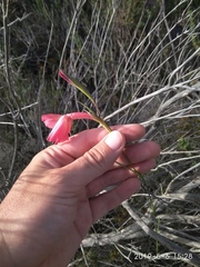 Gladiolus meridionalis