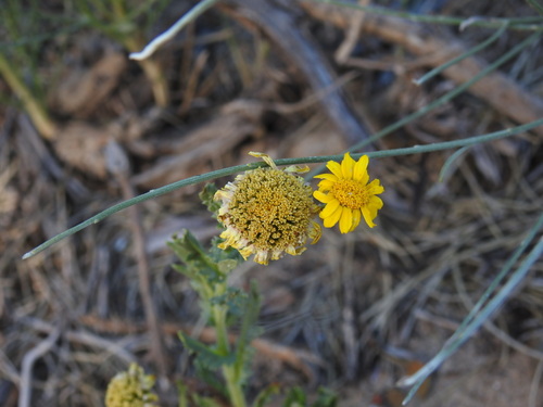 Image of Sticky Oxeye by (c) Duarte Frade, some rights reserved (CC BY)