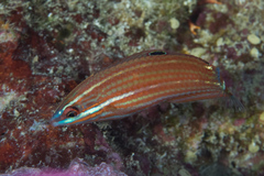 Halichoeres biocellatus