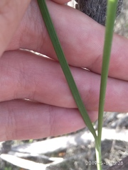 Gladiolus meridionalis