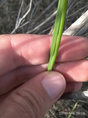 Gladiolus meridionalis