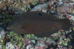 Halichoeres marginatus