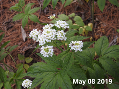 Cardamine leucantha