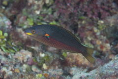 Stethojulis bandanensis