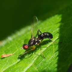Nemopoda nitidula