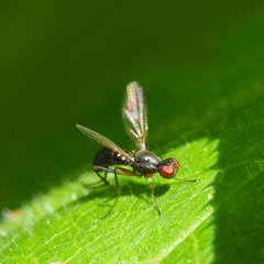 Nemopoda nitidula