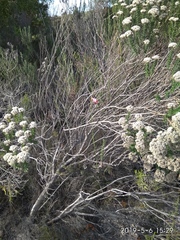 Gladiolus meridionalis