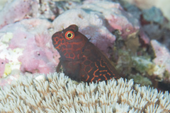 Cirripectes stigmaticus