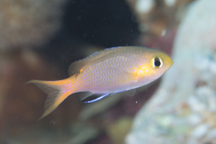 Pycnochromis acares