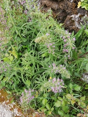 Echium lusitanicum