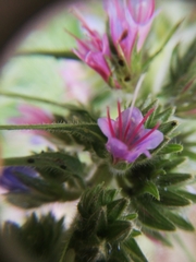 Echium lusitanicum