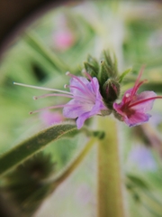 Echium lusitanicum