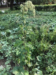 Chenopodium formosanum