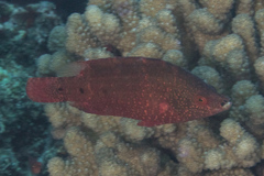 Cheilinus oxycephalus