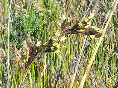 Tetraria triangularis