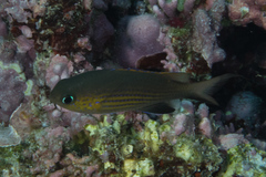 Pycnochromis vanderbilti